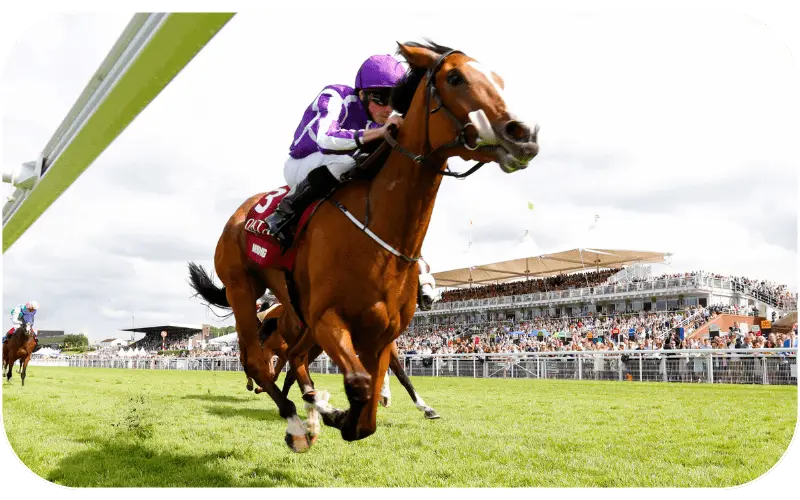 Horse Racing Allpanel777